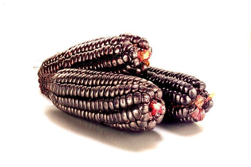 Purple corn, grown organically in the Peruvian andes