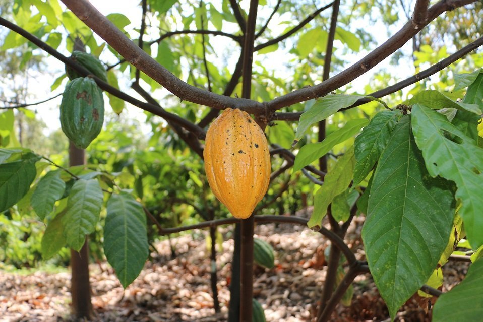 cacao criollo
