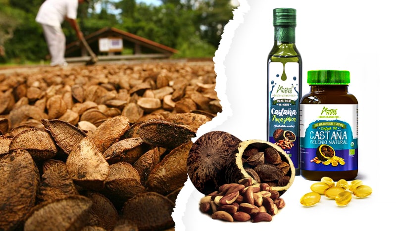 Brazil Nuts Oil, benefits and contraindications