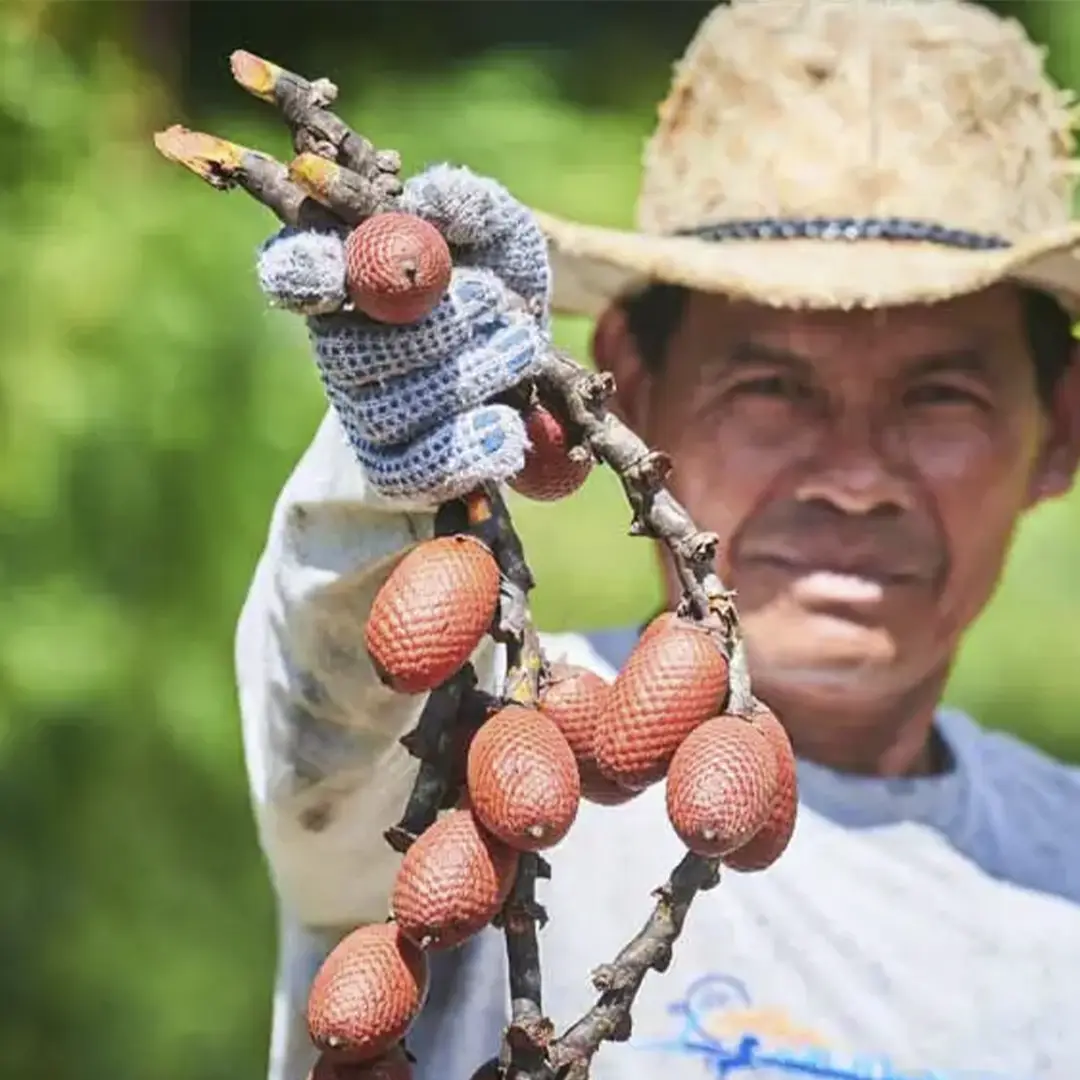 Aguaje (Buriti)