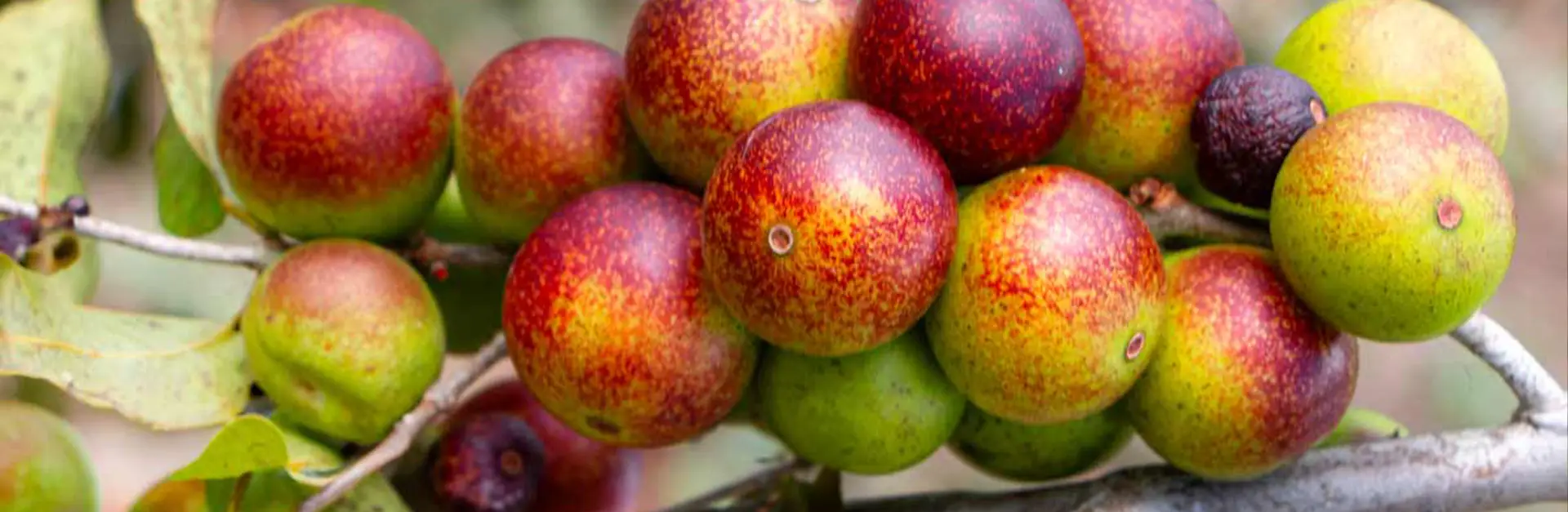 Organic Camu Camu Powder from Peru for wholesale and export
