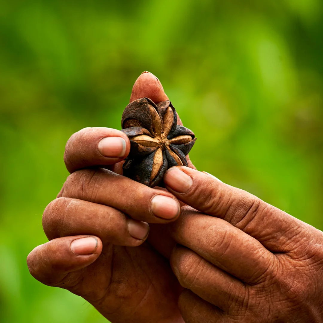 Sacha Inchi pods, seeds and growers from certified cooperatives