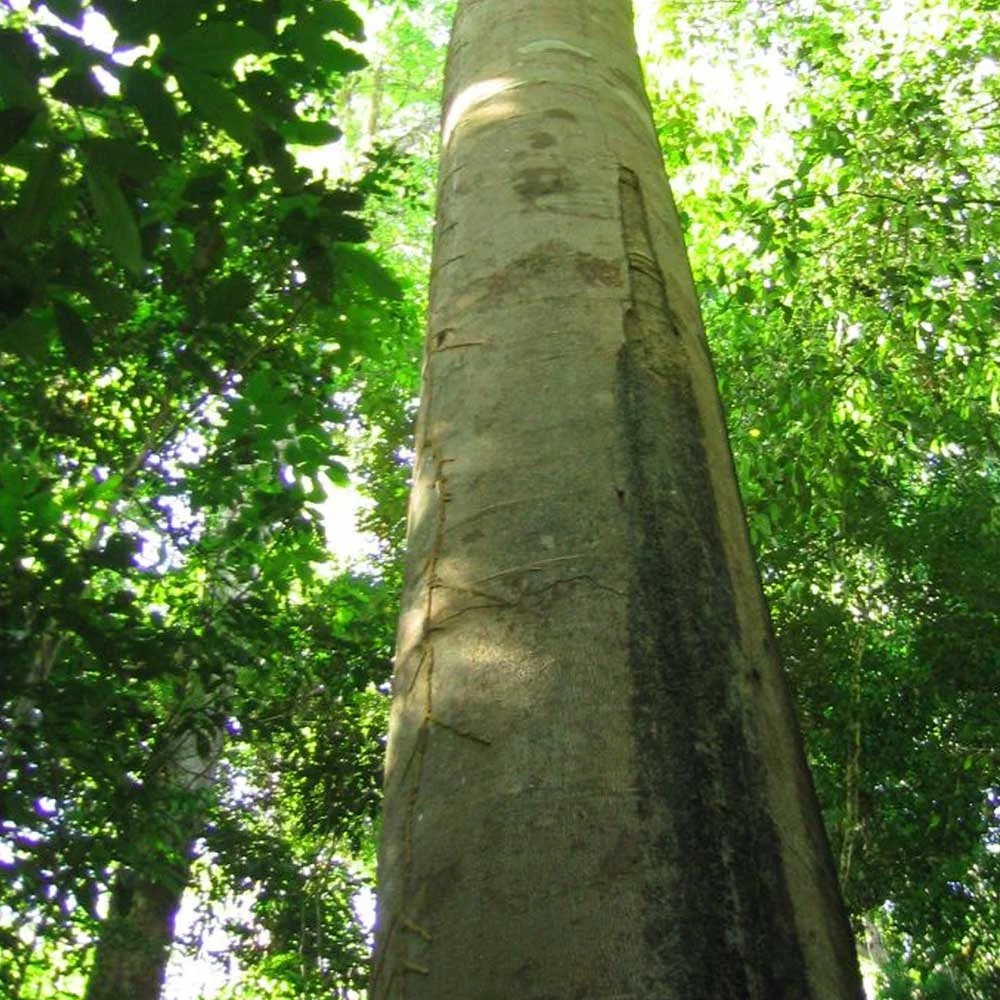 Copaiba Oil